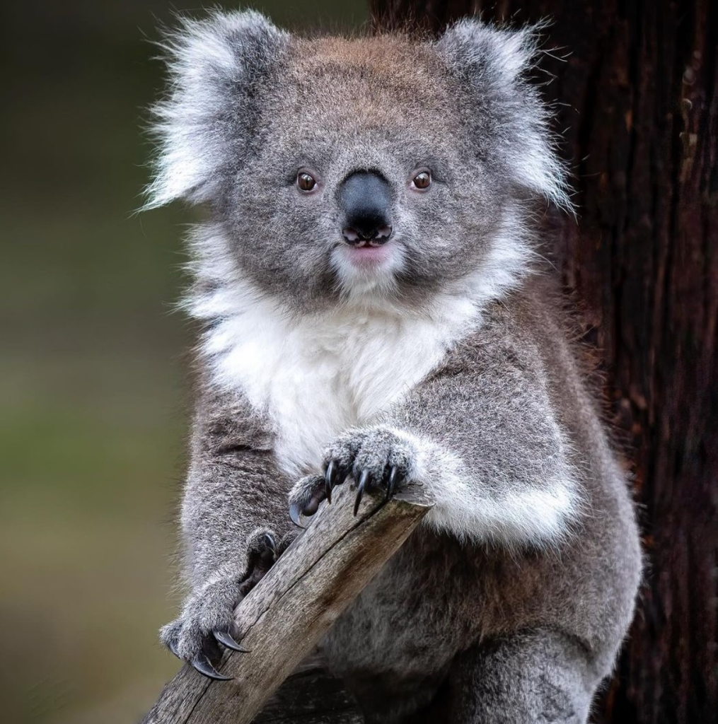 Koala Conservation Centre