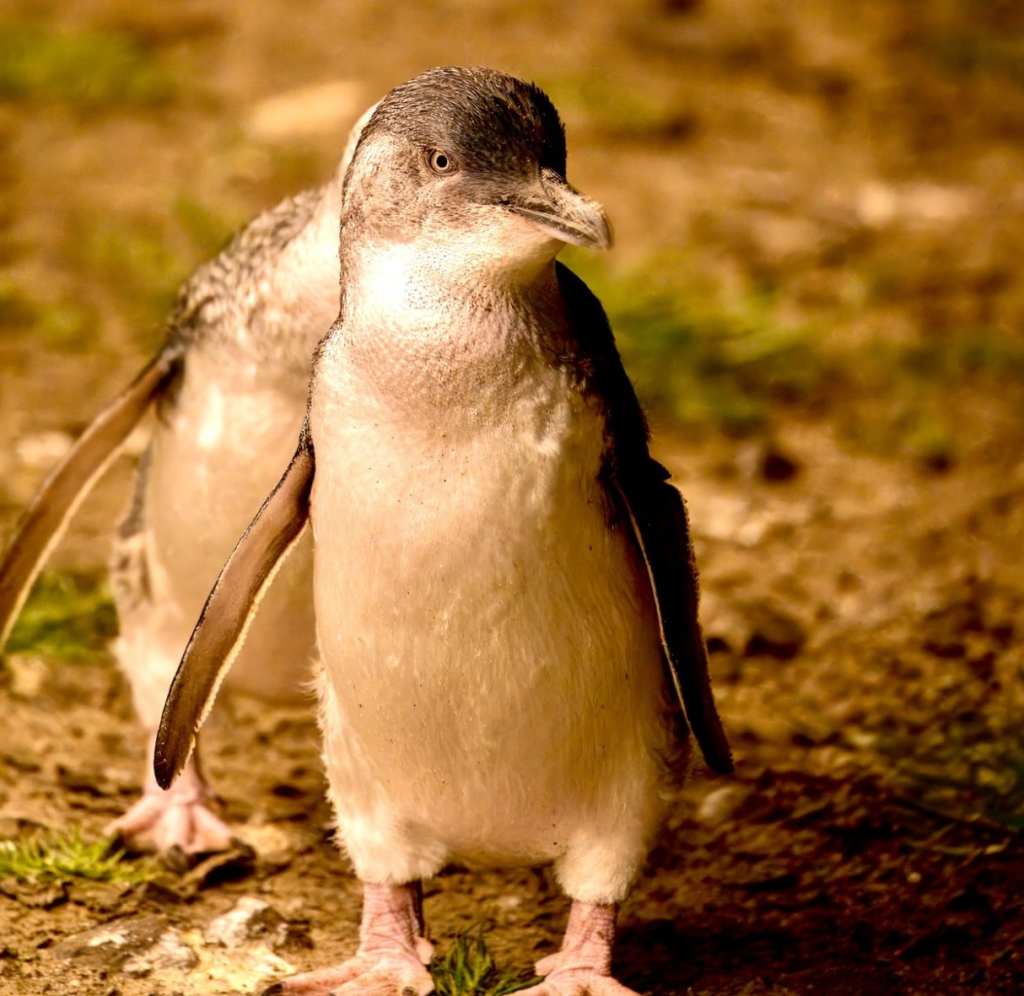 Penguin Parade