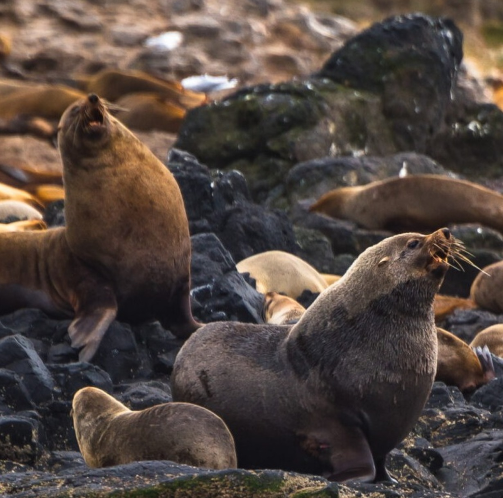 Seal Rocks