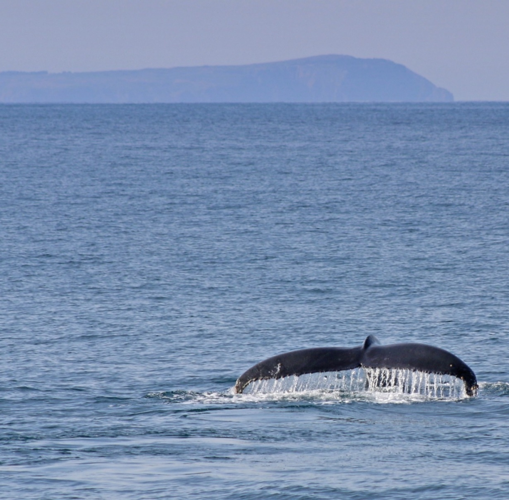 Whale Watching