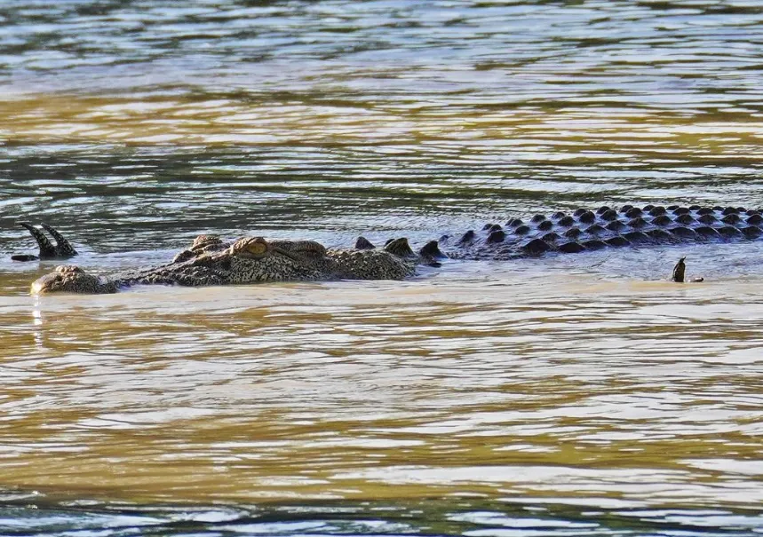 Crocodylus Park