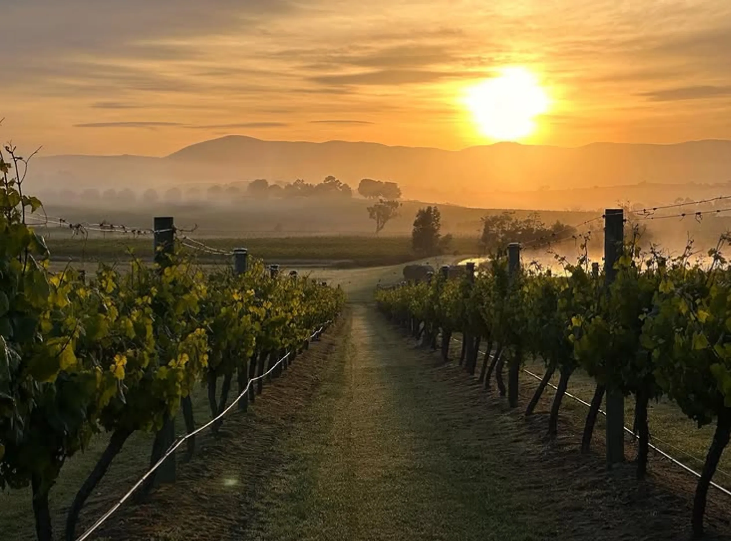 best time to see green vineyards Yarra Valley
