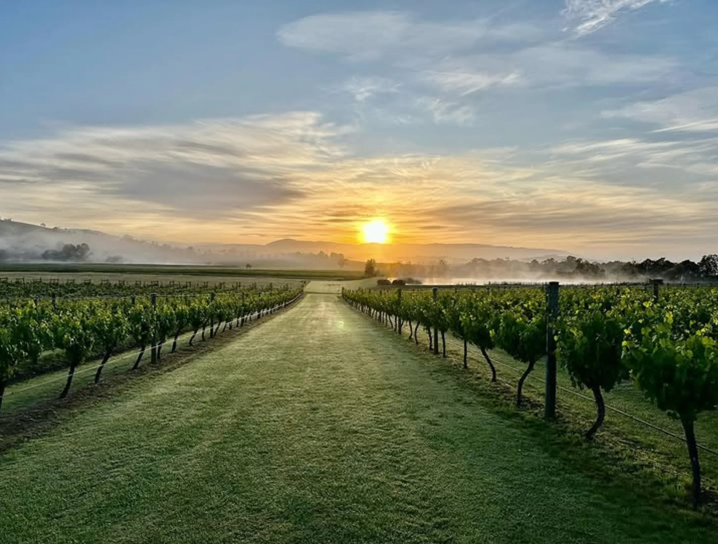 winter vineyards Yarra Valley