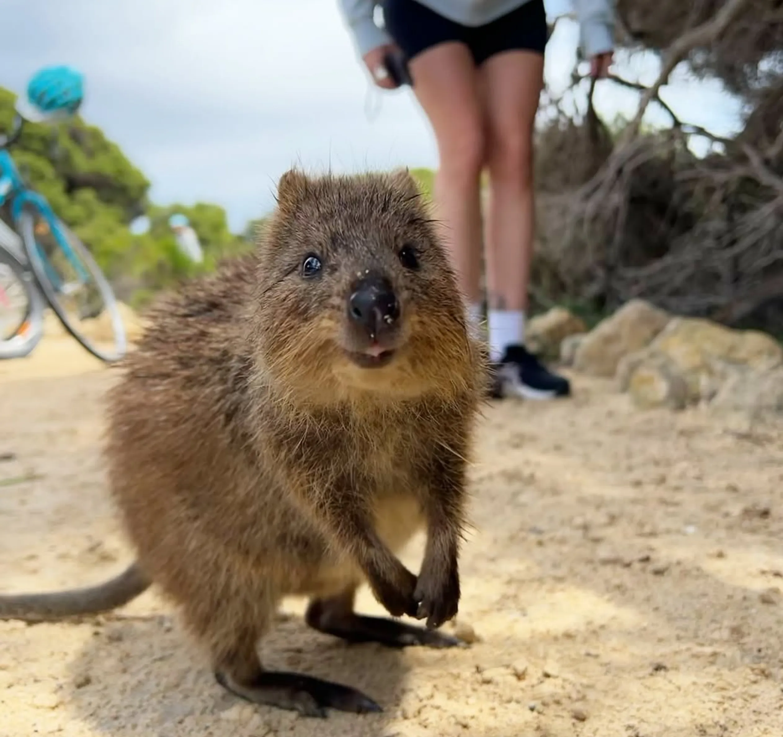 best place to see quokkas