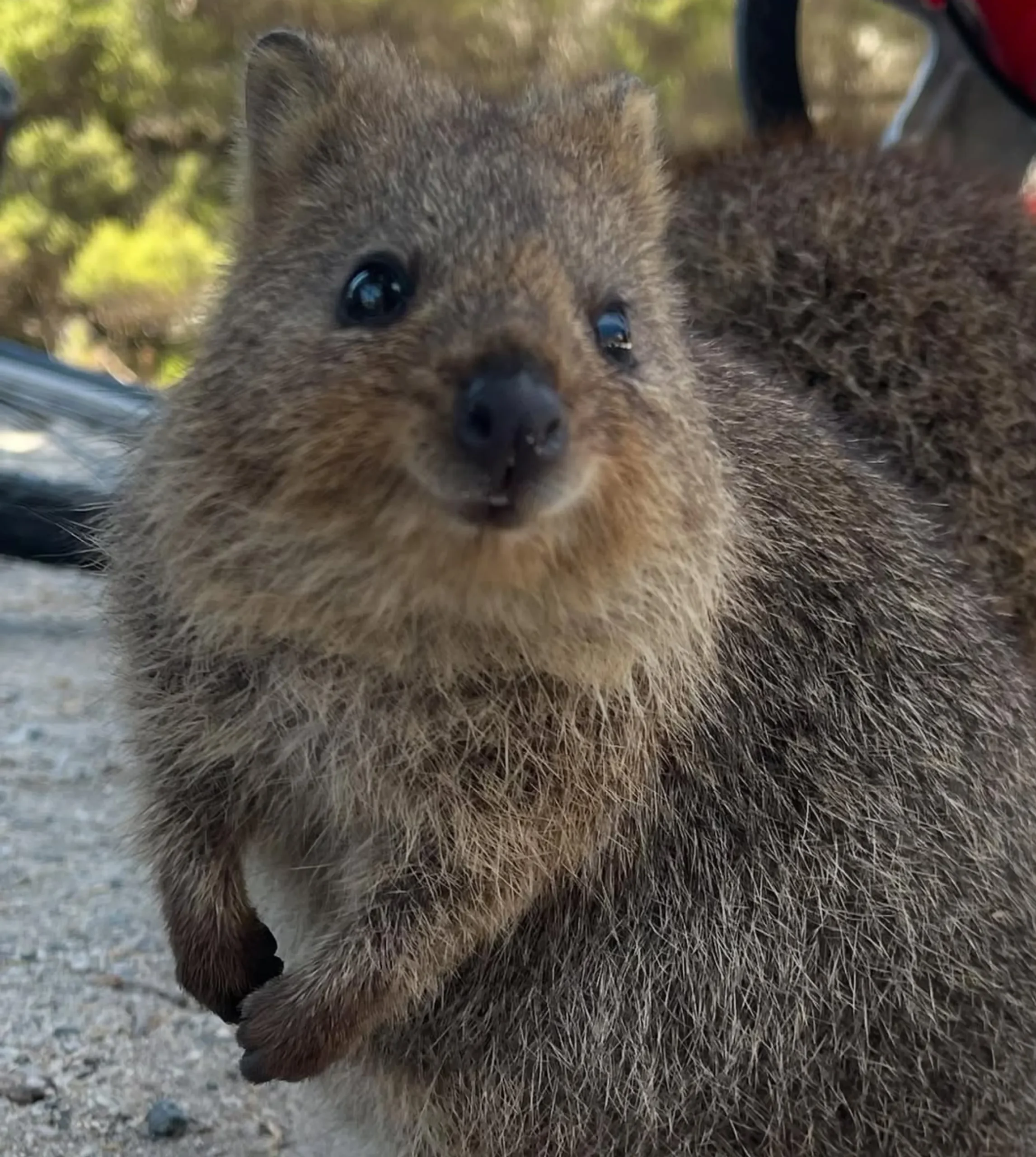 quokka selfie Rottnest Island