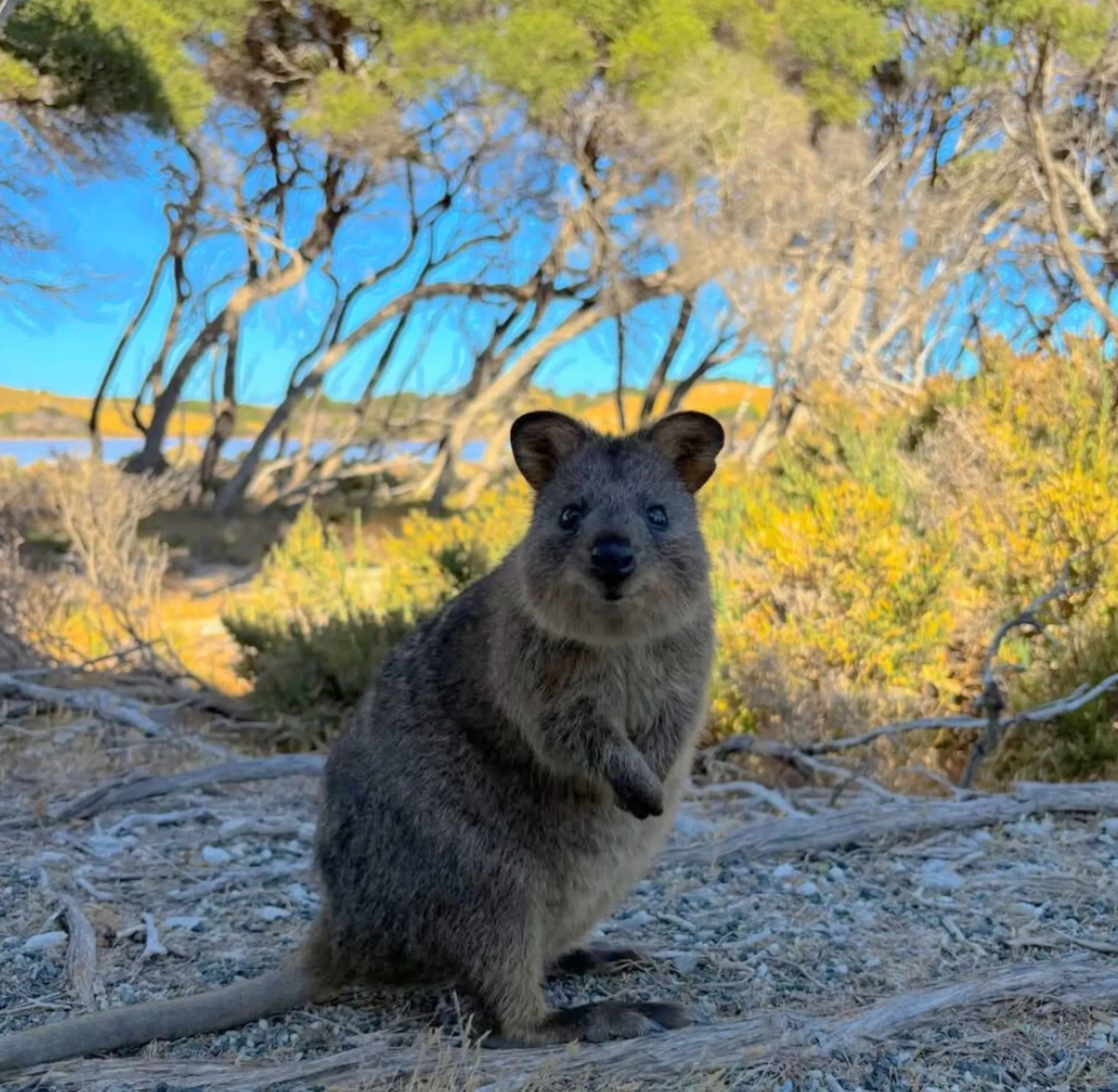 quokkas in Western Australia
