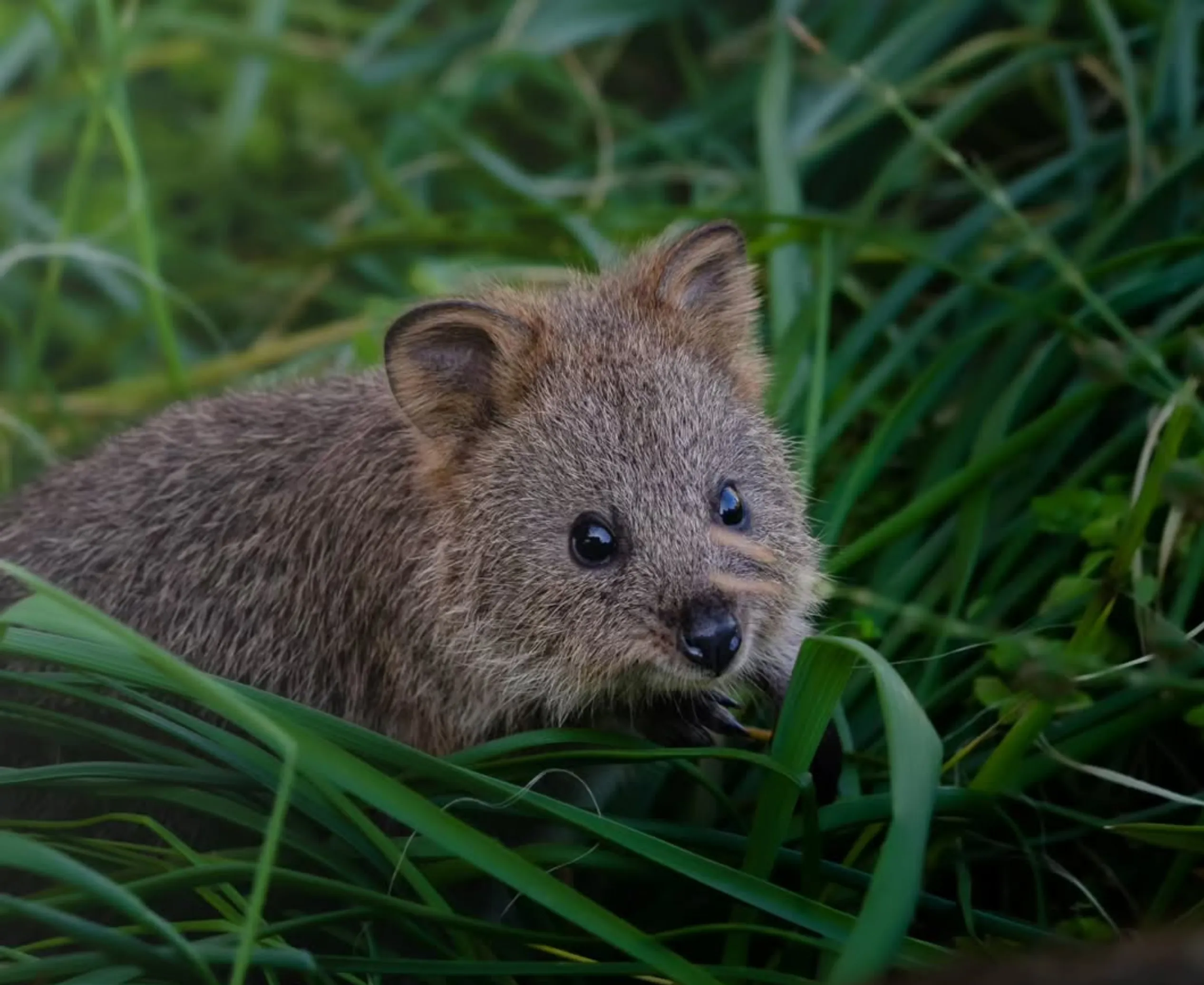 Rottnest Island quokkas