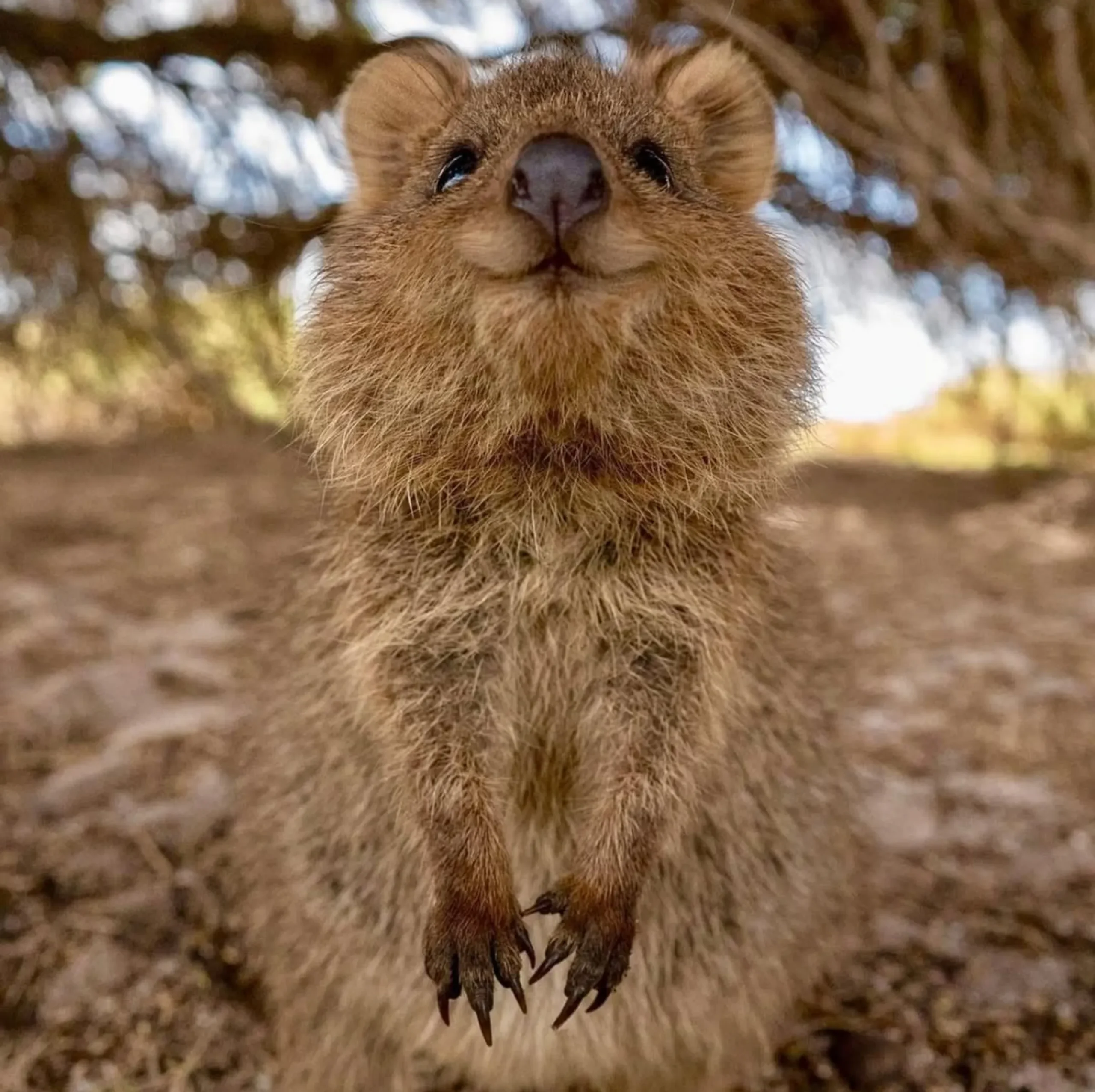 smiling quokkas Australia